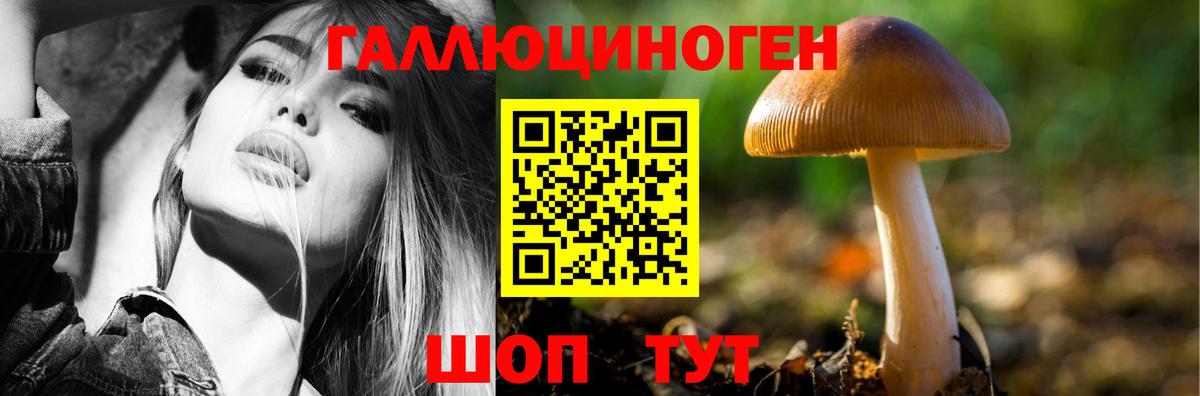 Галлюциногенные грибы Psilocybine cubensis Нурлат